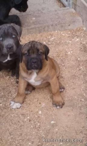Très beaux chiots cane corso LOF disponibles