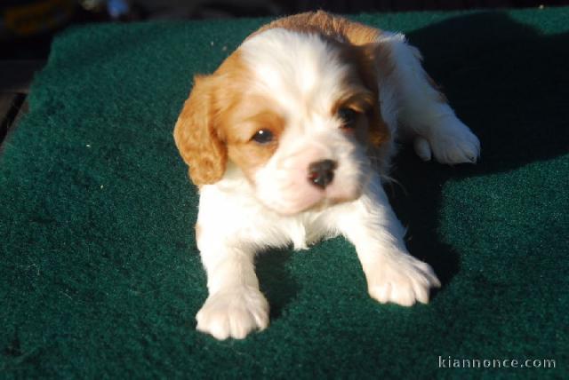  Chiot type   cavalier charles king a donner