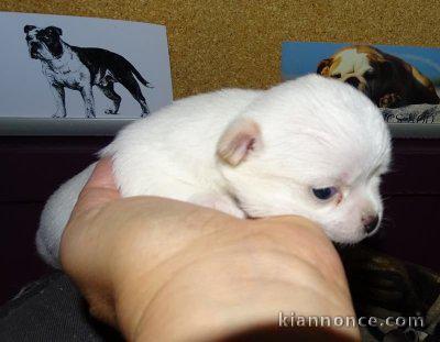  Magnifique chiot chihuahua a offrir