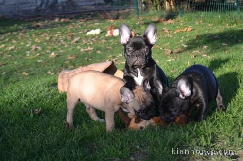 Très Mignon Chiots Bouledogue français à adopter