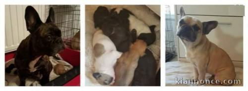 Très Jolis Chiots Bouledogue Français à adopter