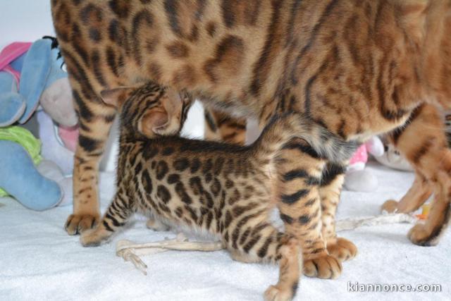 Magnifiques et très gentils chatons Bengal à belles rosettes 