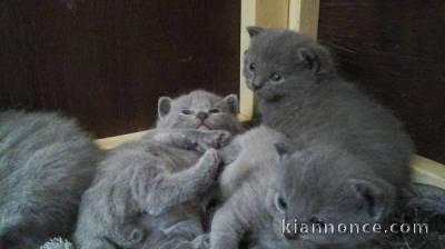 Authentiques chatons CHARTREUX, inscrits au LOOF 