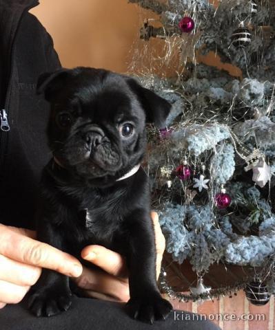 Chiots CARLIN Mâle et Femelle disponible 