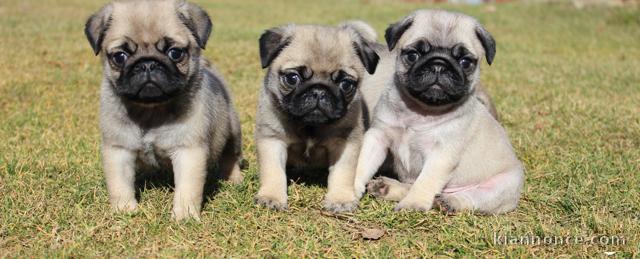 Magnifiques bébés chiot carlin noir ou fauve 