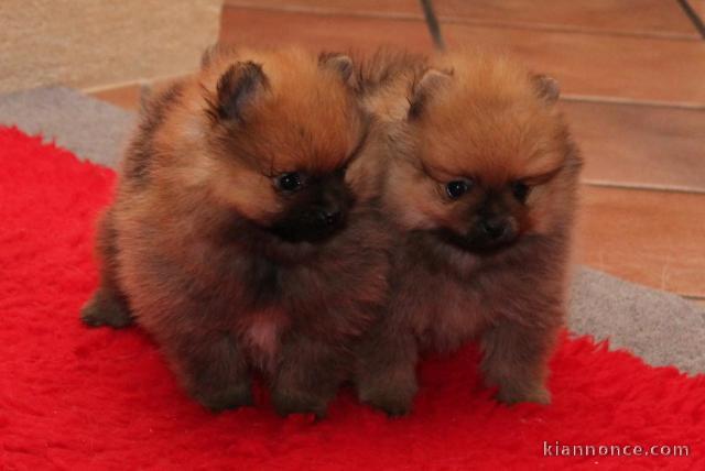 Chiots Spitz Nain Allemand à placer