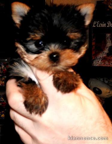 Chiots yorkshire petite taille disponible 