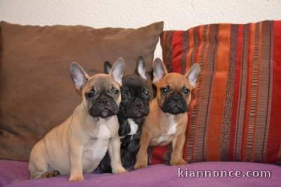 Chiot bouledogue français à réserver pour adoption