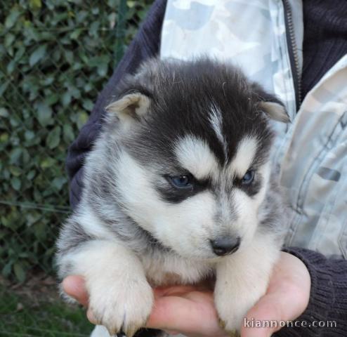 Chiot Husky de Sibérie avec pédigrée 