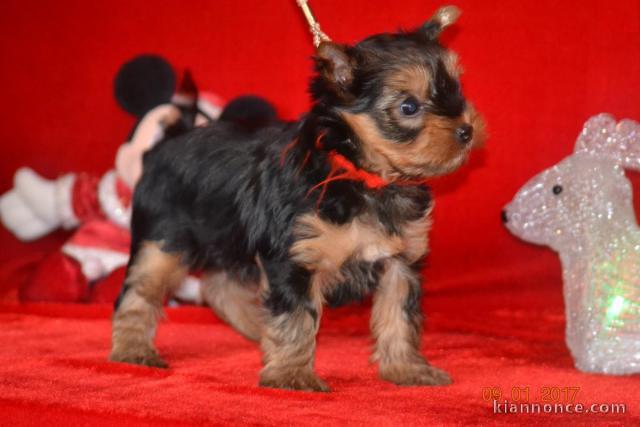 Yorkshire inscrits au LOF mini très petit gabarit à placer