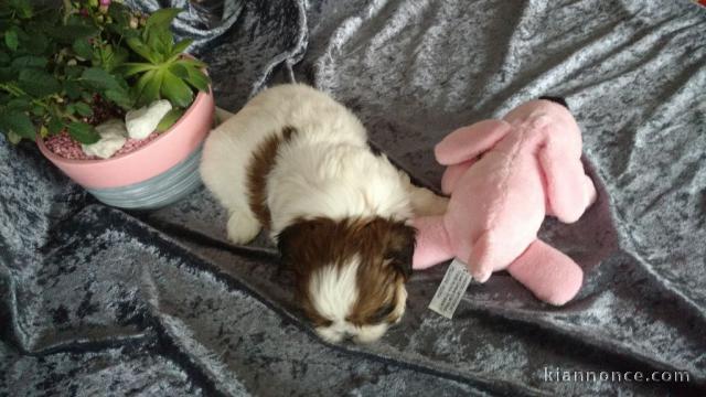  Donne Chiot shi tzu non lof a donner