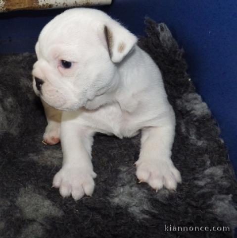  Mignon Chiot bull dog français pour bon soin