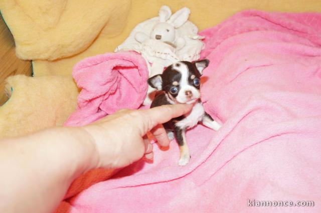  1 chihuahua "apparence"  a donner