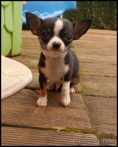 Chihuahua a offert gratuite pour un bon empalcemnt