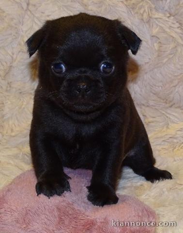  Chiot chihuahua pour cadeau