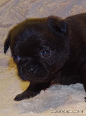  Chiot chihuahua pour cadeau