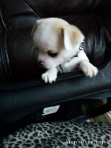 Magnifique chiot Chihuahua femelle non lof