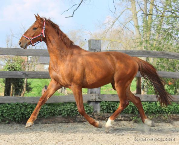 Hongre KWPN de 3 ans : Emilion x Numero uno