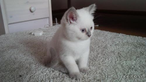 Petite Chaton british shorthair lof à donner