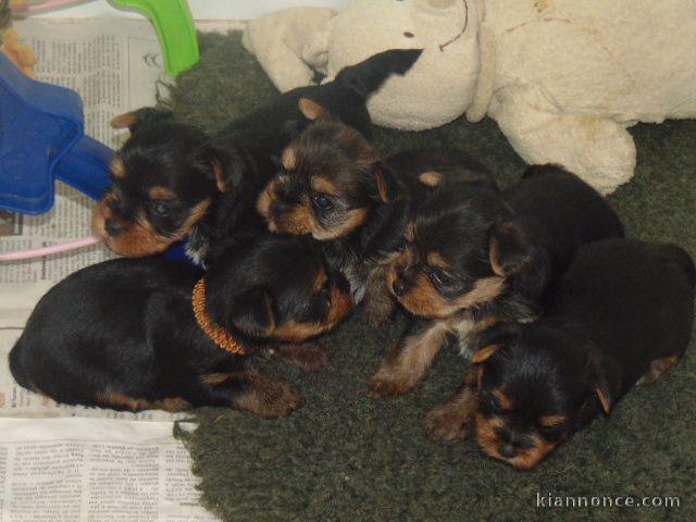 Magnifique Yorkshire Terrier