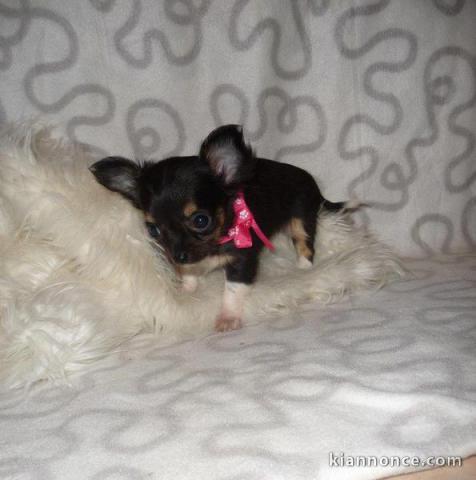 Adorable chiot chihuahua femelle