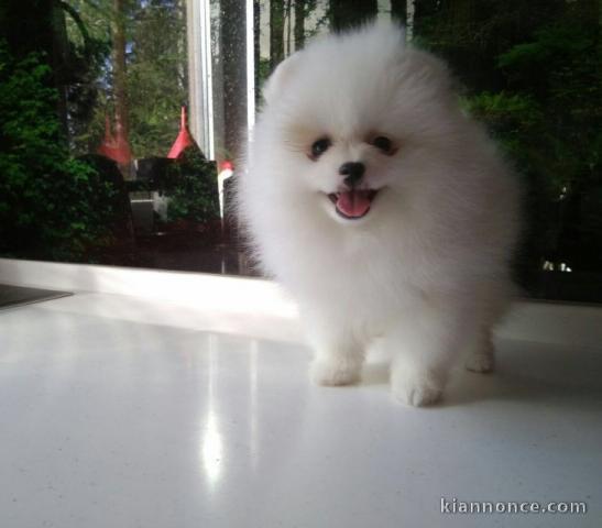 Magnifique Spitz Nain Pomeranien Femelle Boo-Type
