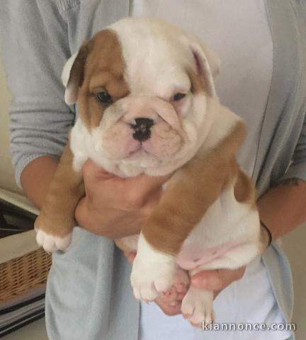 magnifique et adorables chiots