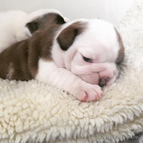 adorables  chiots de races purs 