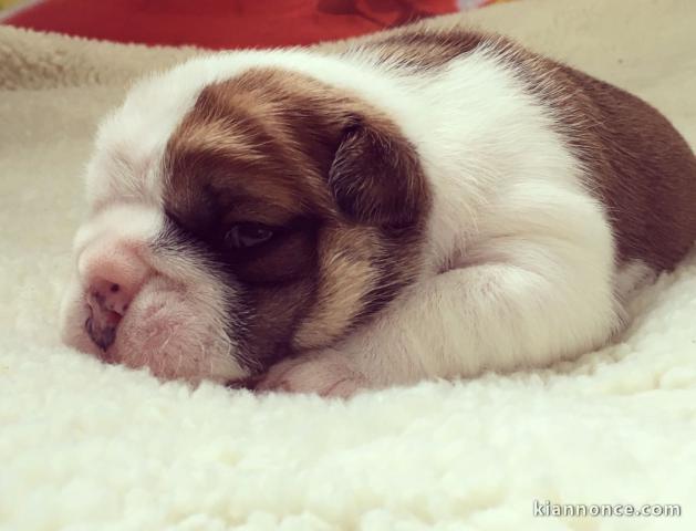 adorables chiots rares de races purs