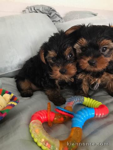 YORKSHIRE TERRIER PUPPIES Prêt à partir !!!