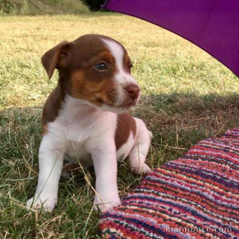 ^Superbe chiot Jack russell 0