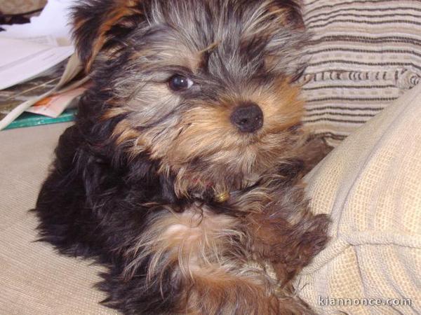 Joli petits chiots yorkshire