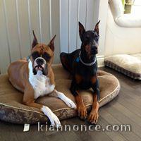 chiots Doberman Lof disponible