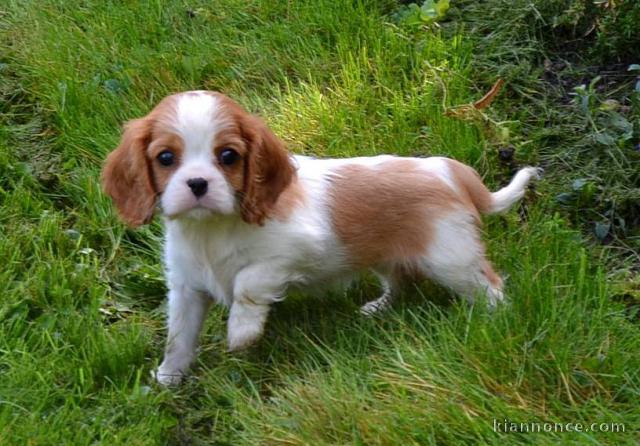 Jolies chiots type Cavalier King Charles Spaniel