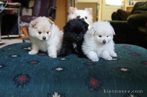 Splendides chiots type SPITZ POMERANIEN pour adoption