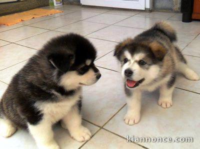 Tres jolies chiots type husky sibériens pour adoption