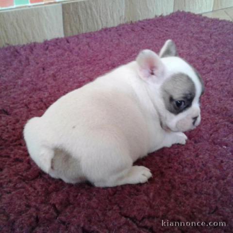 Chiot Bouledogue français non lof à donner