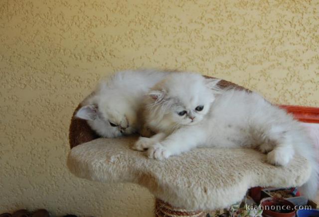 chatons persan a donner contre bon soin