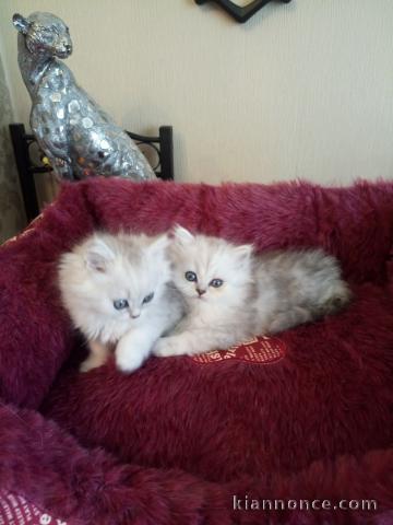 chatons persan a donner pou bonne famille