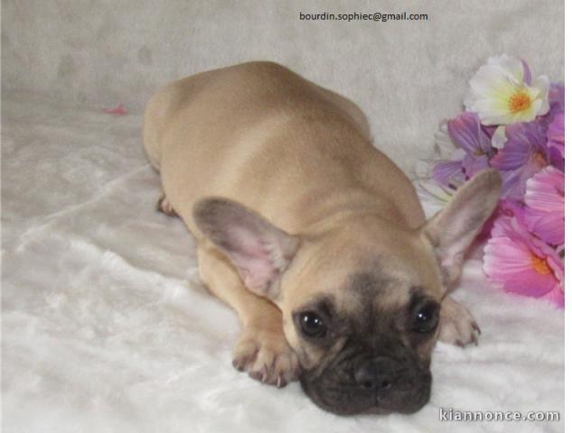 Magnifique chiots Bouldogue Francais á donner 