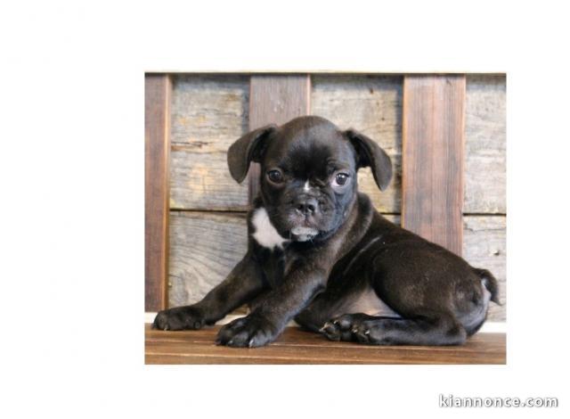 Chiots NON LOF BOULEDOGUE FRANCAIS