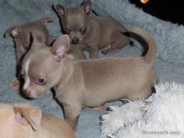 03 adorables chihuahua à placer en famille 