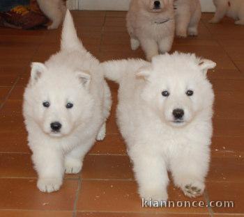 ADORABLE BERGER BLANC SUISSE