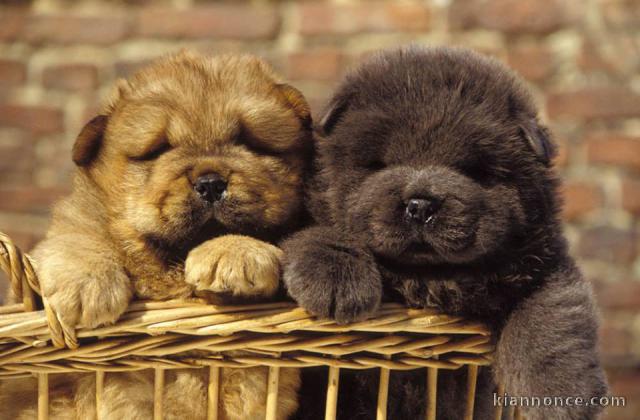 DISPONIBLE CHIOTS CHOW CHOW