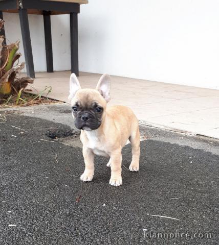 A donner chiot bouledogue français LOF