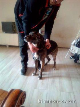 chien male 1 an avec papiers