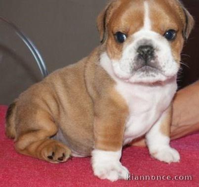 magnifique bouledogue français pure race lof