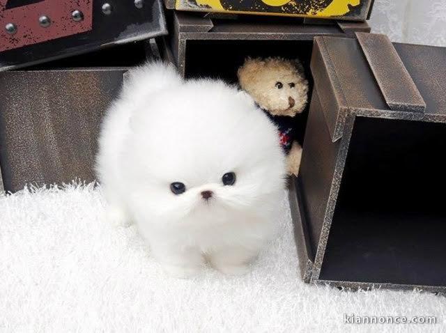 chiot pomeranien teacup blanc a donner