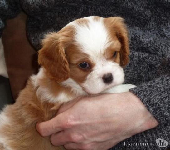 Adonner Chiot Cavalier King Charles