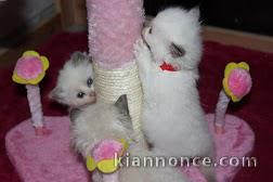  Magnifique chatons ragdoll loof a donne